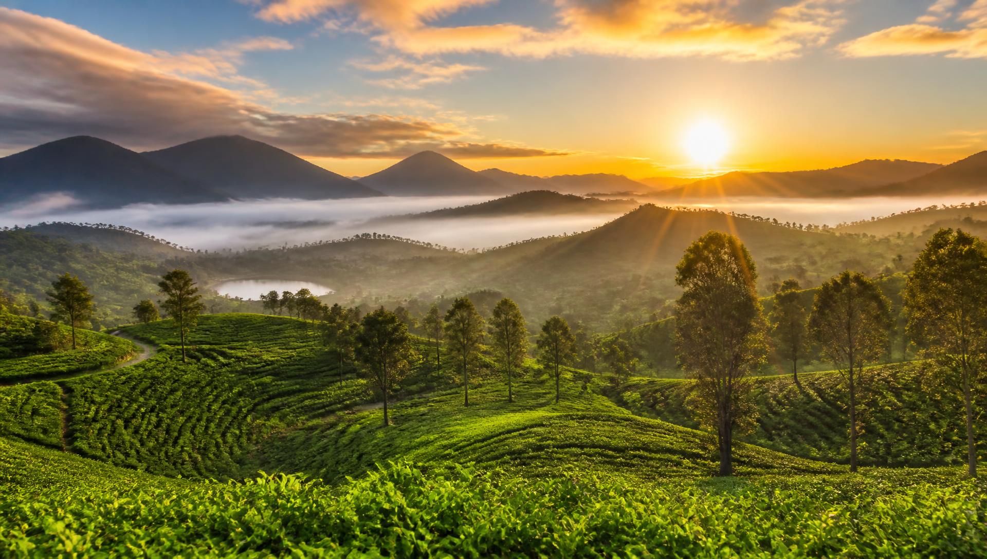 Sri Lanka hill country tea plantations at sunrise